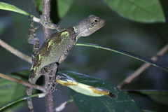 Enyalius catenatus