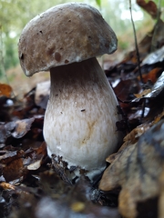 Boletus edulis