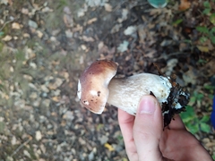 Boletus edulis