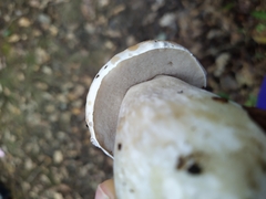 Boletus edulis
