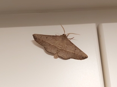 Antictenia punctunculus