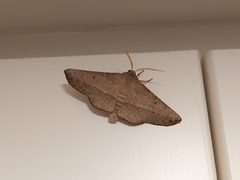 Antictenia punctunculus