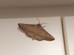 Antictenia punctunculus