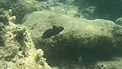 Amblygobius phalaena