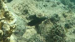 Amblygobius phalaena