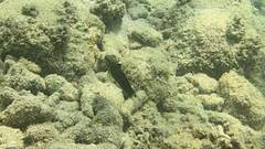 Amblygobius phalaena