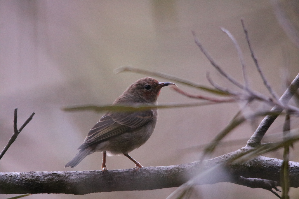 Scarlet Myzomela in June 2021 by craigwelden. Female ? · iNaturalist