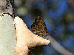 Heteronympha mirifica