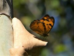 Heteronympha mirifica