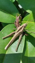 Xyleus discoideus rosulentus