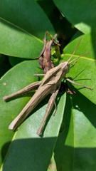 Xyleus discoideus rosulentus