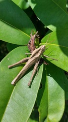 Xyleus discoideus rosulentus