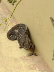 Chamaeleo chamaeleon chamaeleon