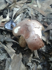 Tricholoma eucalypticum