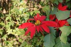 Euphorbia pulcherrima