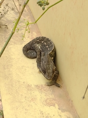 Chamaeleo chamaeleon chamaeleon