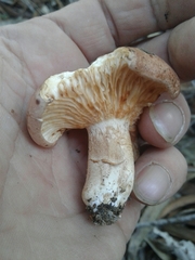 Tricholoma eucalypticum