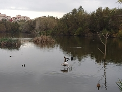 Phoenicopterus roseus