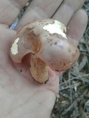 Tricholoma eucalypticum