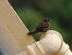 Ptyonoprogne concolor