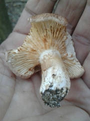 Tricholoma eucalypticum