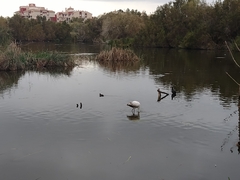 Phoenicopterus roseus