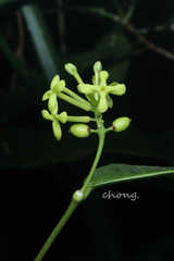 Wikstroemia nutans