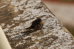 Ptyonoprogne concolor