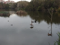 Phoenicopterus roseus