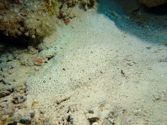 Pardachirus marmoratus