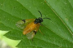 Arge cyanocrocea