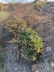 Limonium cossonianum