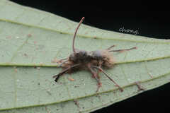 Ophiocordyceps unilateralis