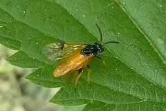 Arge cyanocrocea