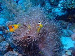 Amphiprion bicinctus