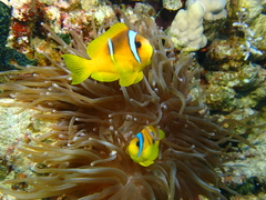 Amphiprion bicinctus