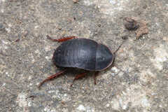 Opisthoplatia orientalis