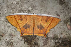 Thinopteryx crocoptera