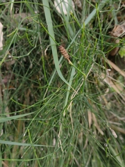 Equisetum ramosissimum