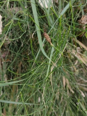Equisetum ramosissimum