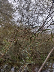 Salix × lambertiana