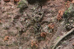 Borboropactus edentatus