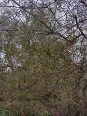Salix × lambertiana