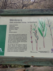 Salix × lambertiana
