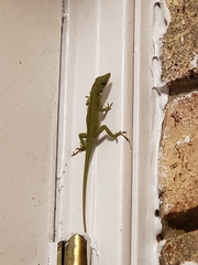 Anolis carolinensis