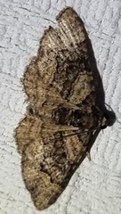 Eucymatoge peplodes
