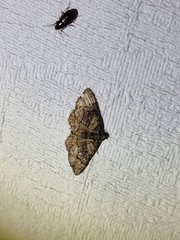 Eucymatoge peplodes