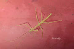 Phasmatinae