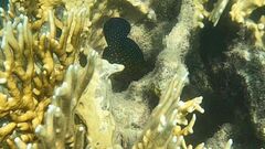 Cephalopholis cyanostigma