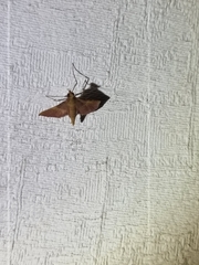 Endotricha pyrosalis